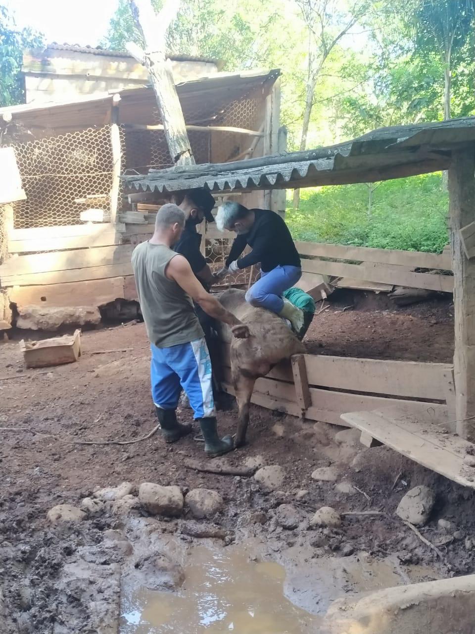 Researchers dominating a pig to collect biological material