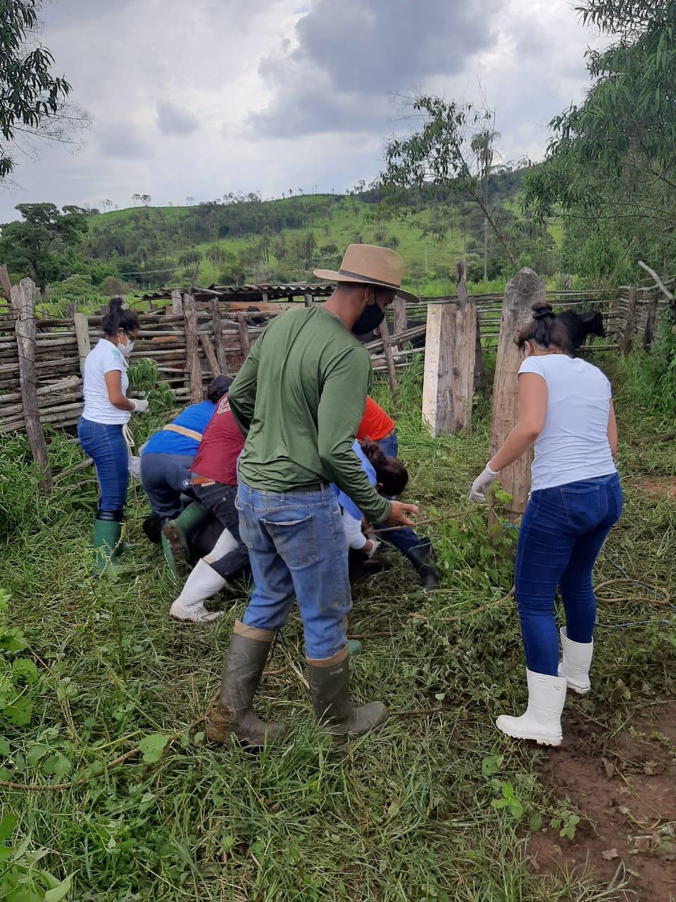 Researchers doing the collection on a farm