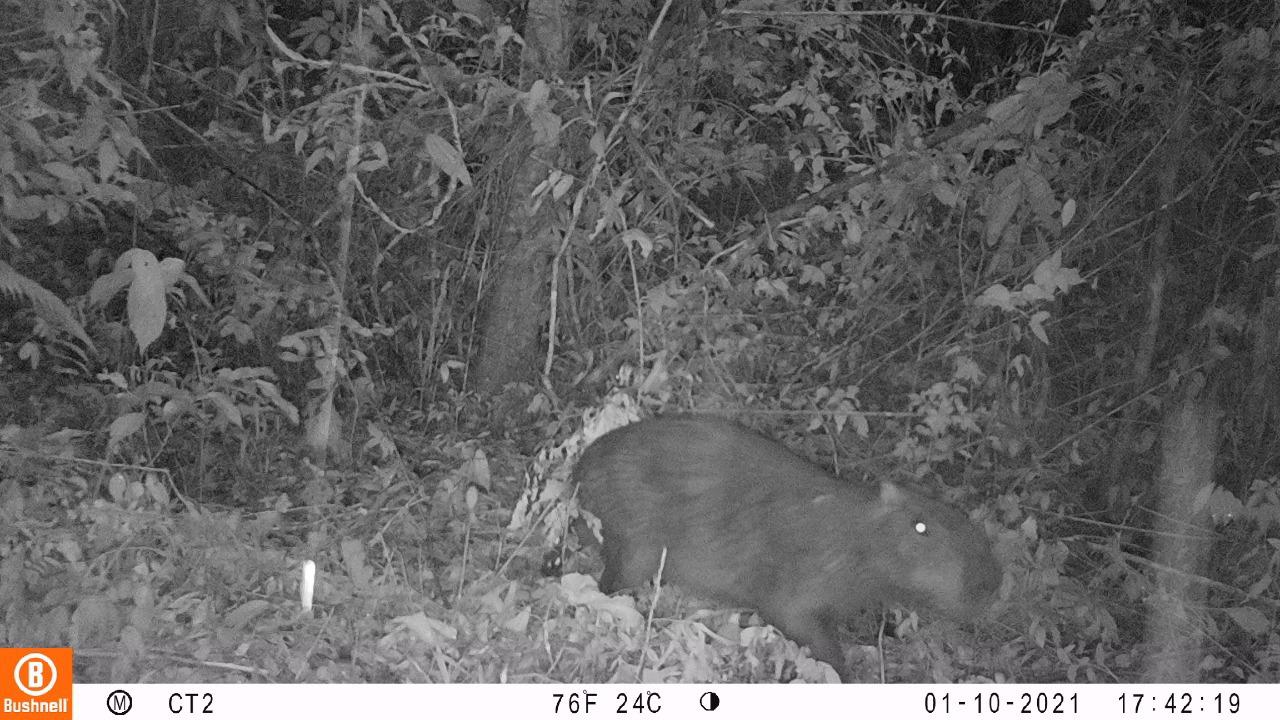 Capivara na mata